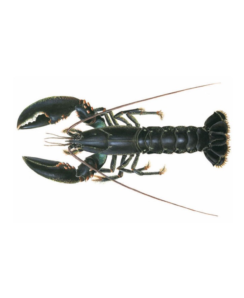 Humr s Kari Gosse - Rillettes - 100g