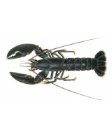 Humr s Kari Gosse - Rillettes - 100g