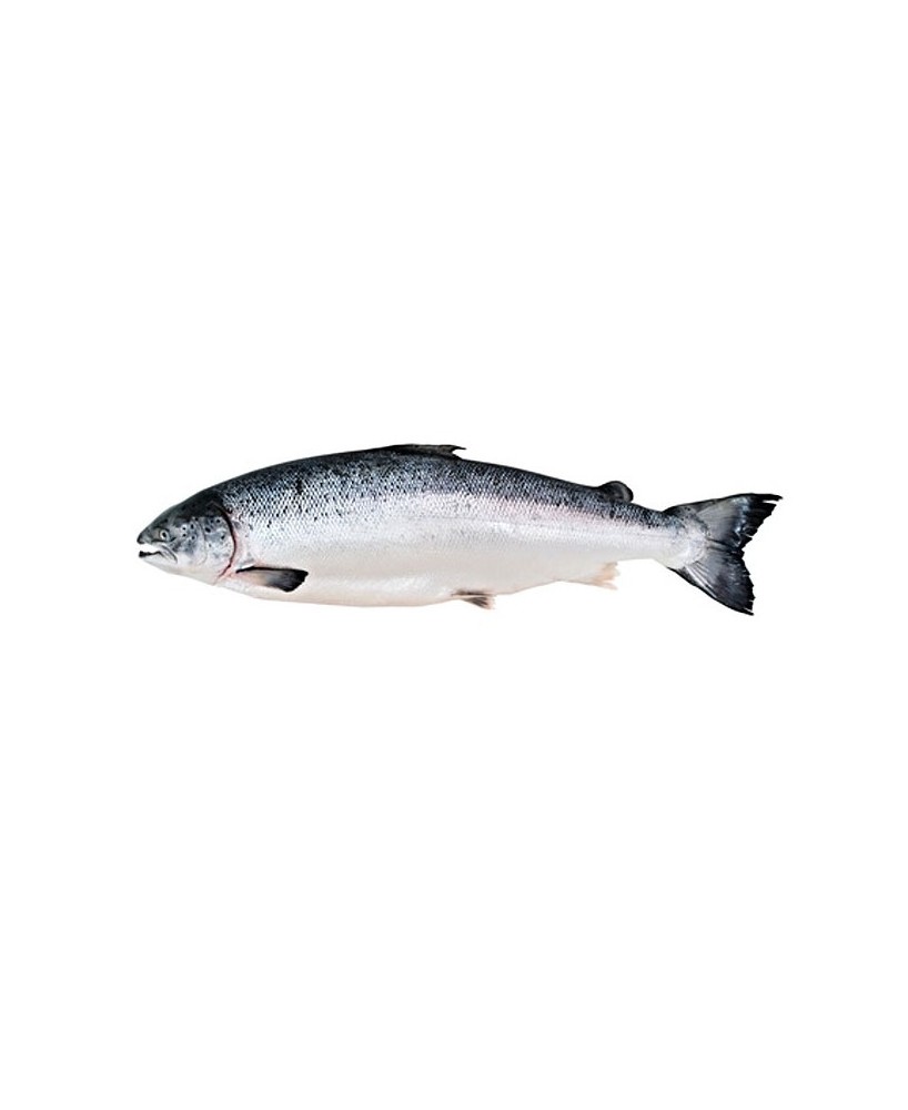 Rillettes ze skotského lososa