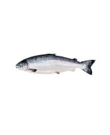 Rillettes ze skotského lososa