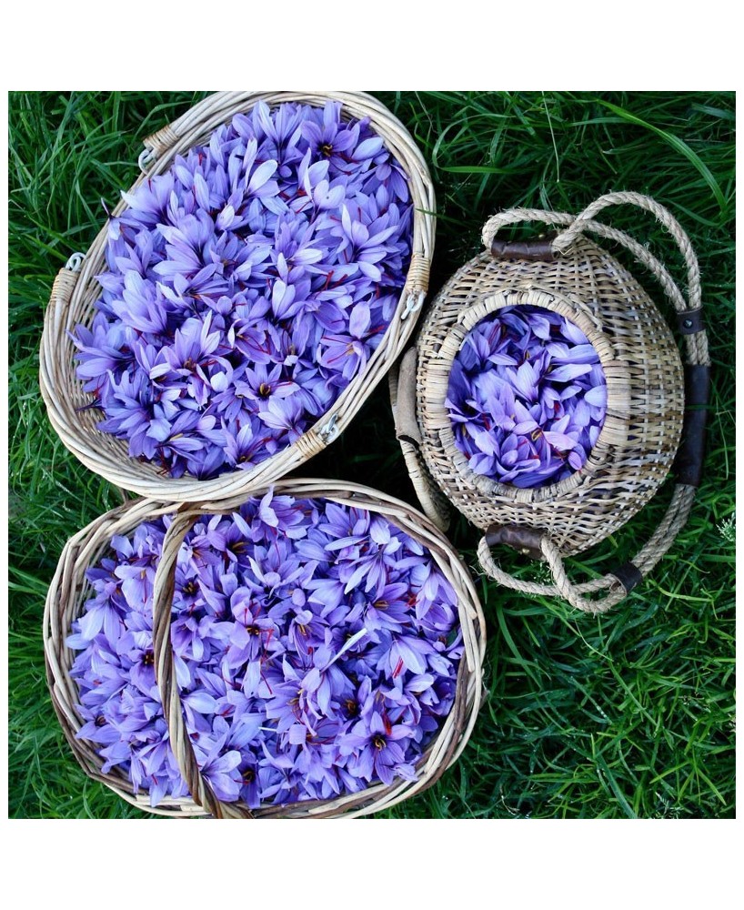 Rillettes z langusty se šafránem