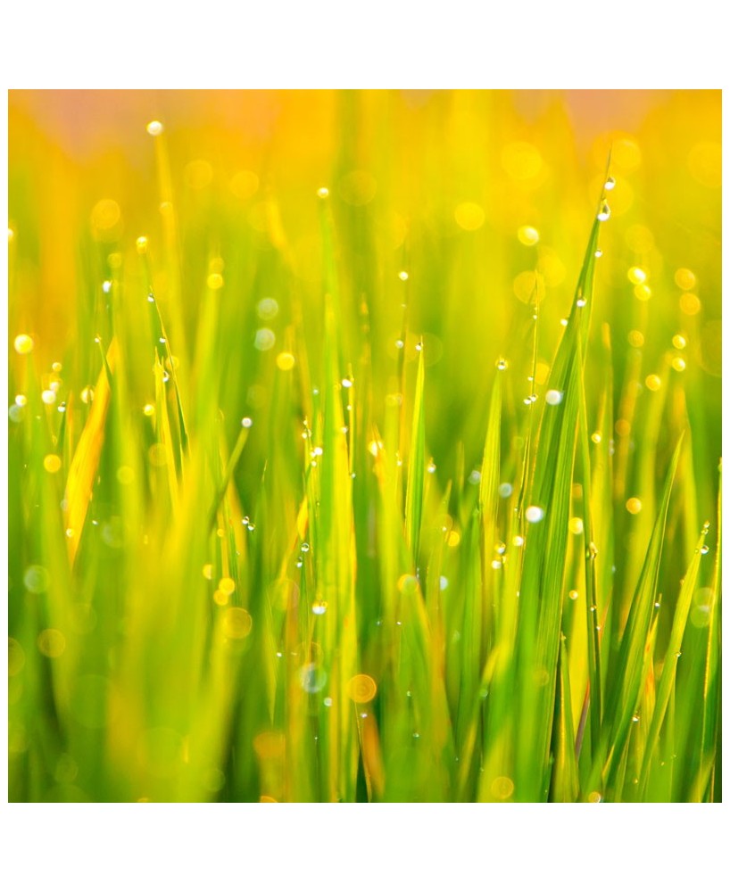 Svěží pohlazení - Přírodní bio mýdlo z Provence