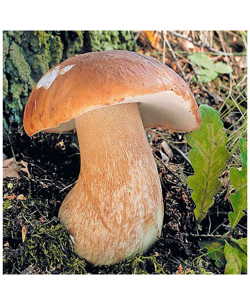 Hořčice s hříbky - 55g