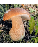 Hořčice s hříbky - 55g