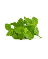 Venkov se probouzí - Bio šampon