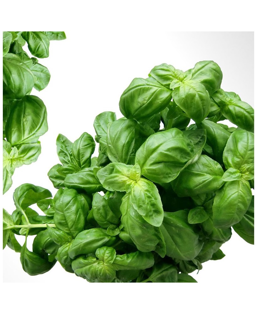 Hořčice s bazalkou - 200g