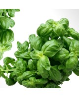 Hořčice s bazalkou - 200g