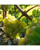 Ryzlink hořčice - 200g