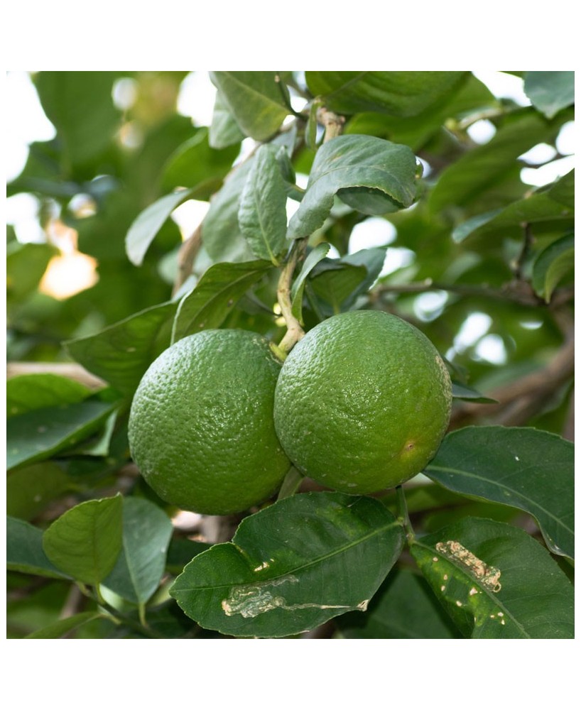 Limetková majonéza - 180g