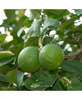 Limetková majonéza - 180g