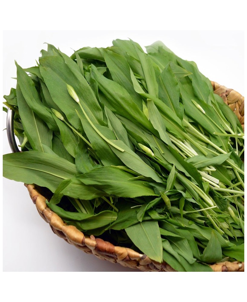 BIO medvědí česnek pomazánka - 120g