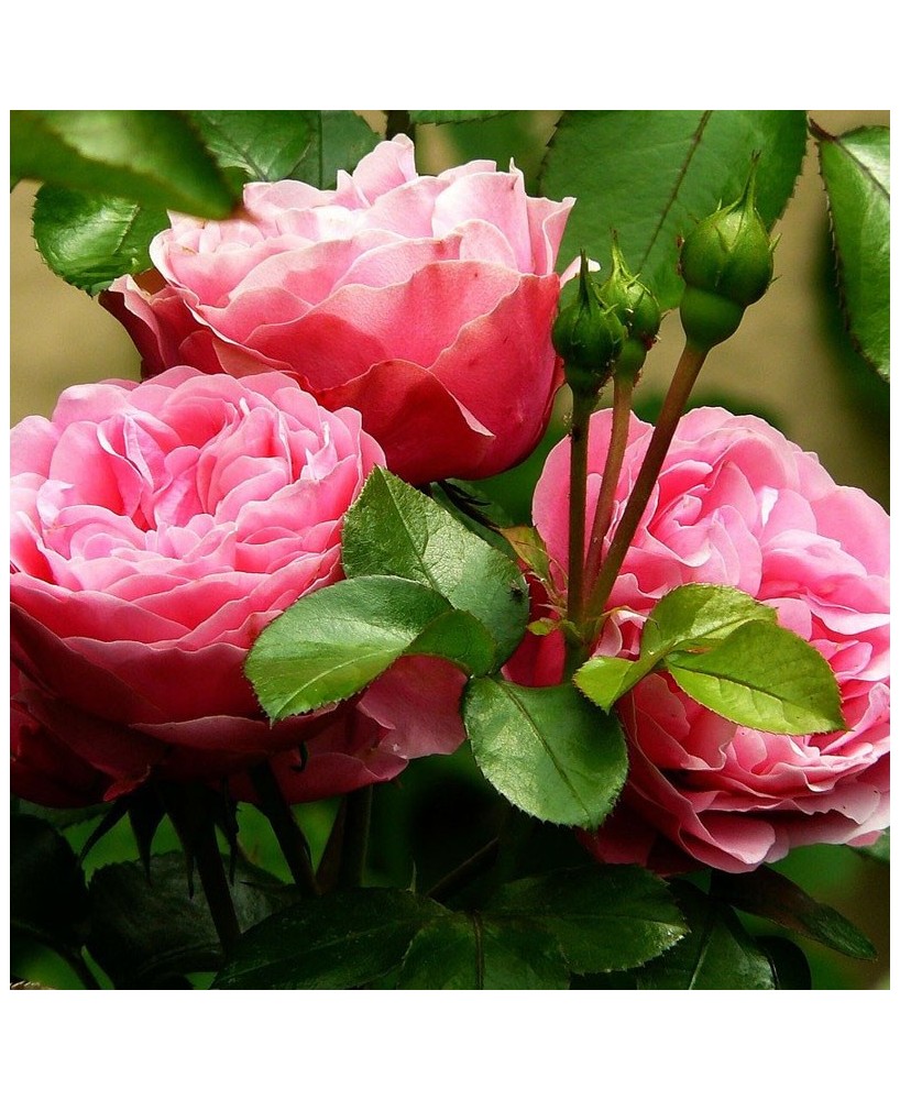 Květinová voda z růže