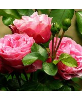 Květinová voda z růže