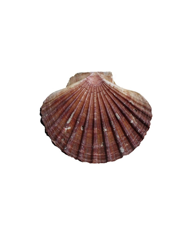 rillettes mušle svatého Jakuba