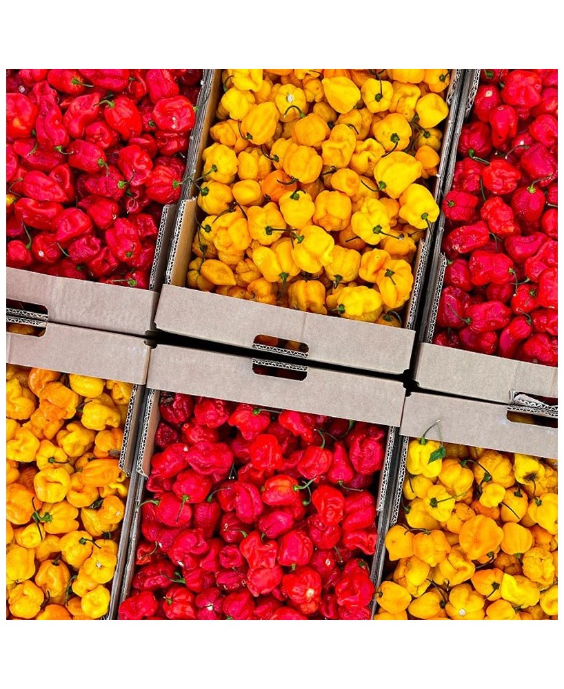 SIROCCO - pálivá omáčka - 100g