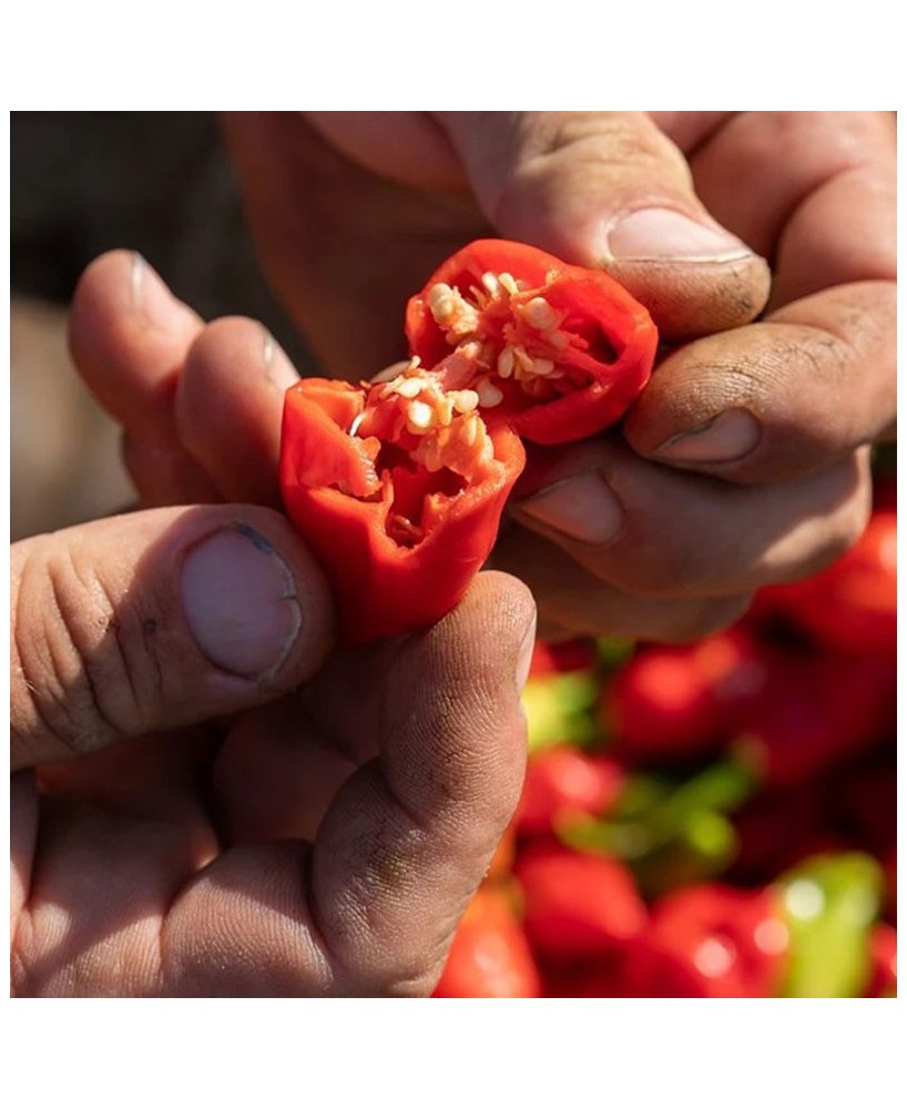 SIROCCO - pálivá omáčka - 100g