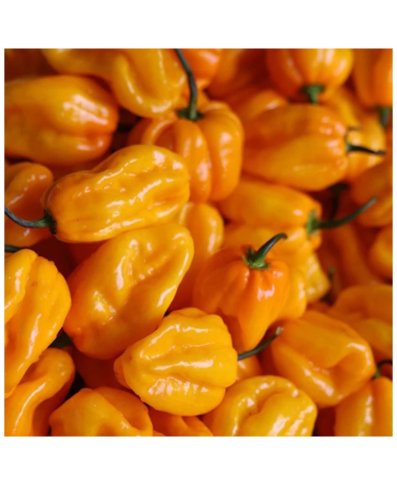 Tonerre - pálivá omáčka - 100g