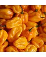 Tonerre - pálivá omáčka - 100g