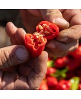 TSUNAMI - pálivá omáčka - 100g