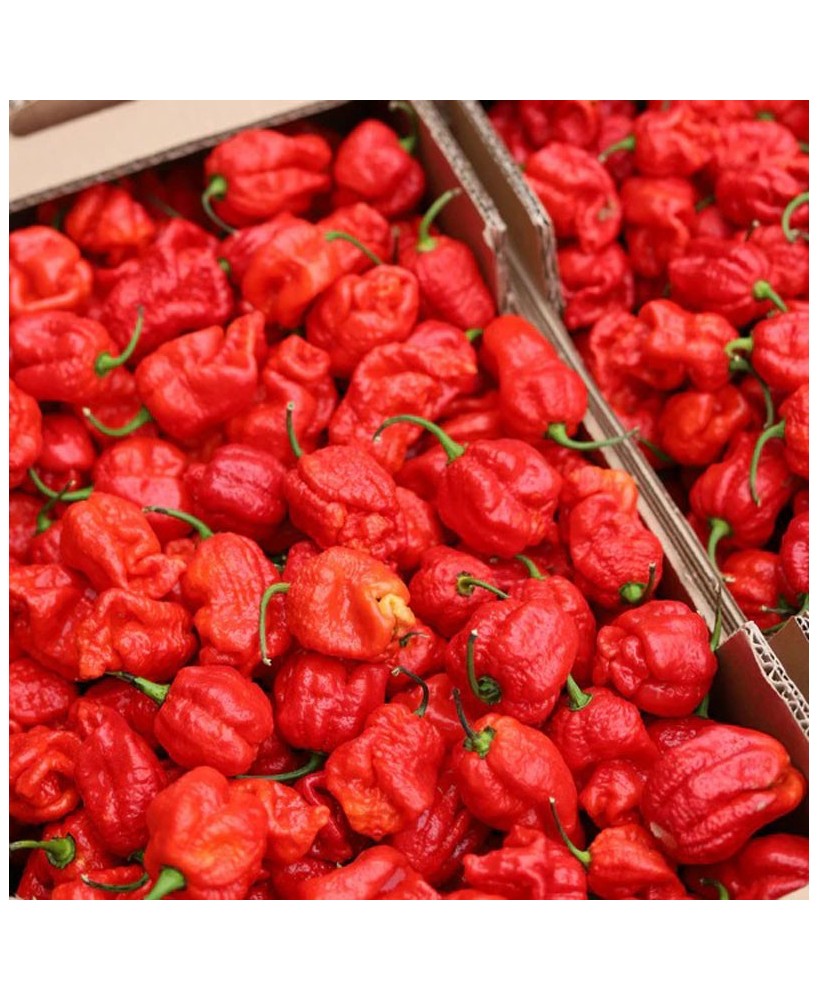 TSUNAMI - pálivá omáčka - 100g