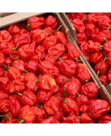 TSUNAMI - pálivá omáčka - 100g