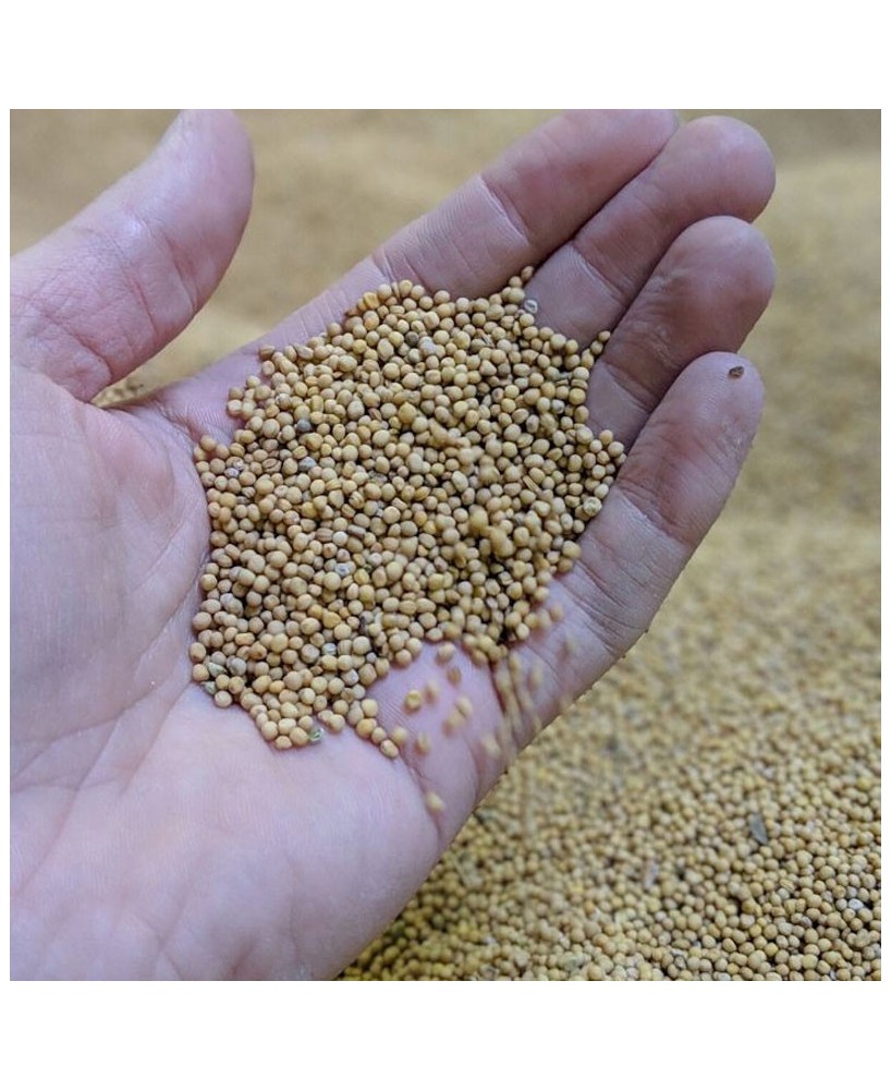 Hořčice černý česnek - 200g