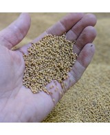 Chili (FR) hořčice - 200g