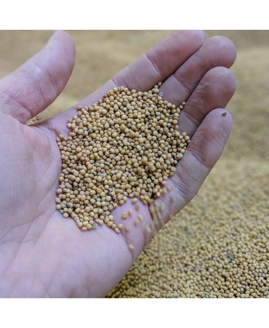 Dijonská hořčice - 350g