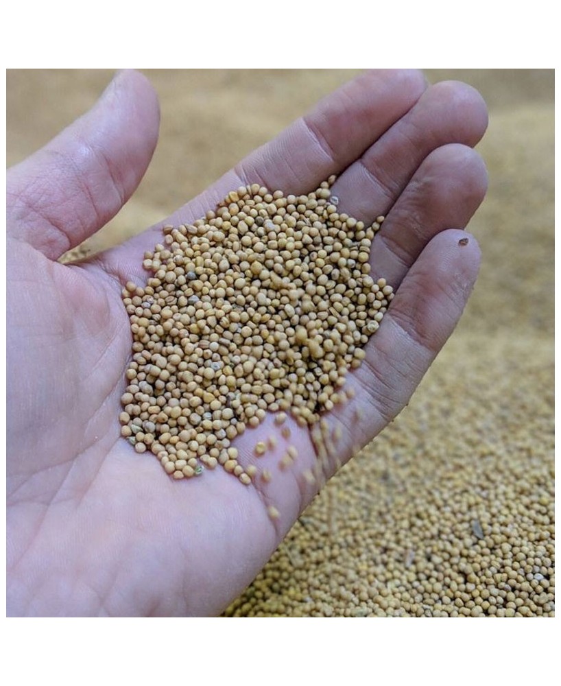 Dijonská hořčice - 350g