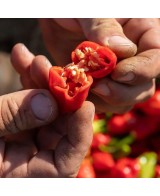 Dárkový box - 8 chilli omáček - 8x100g