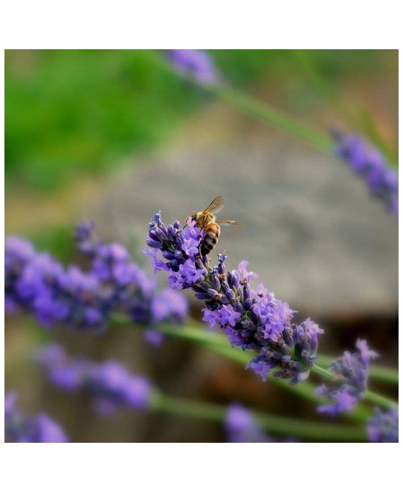 Levandulový balíček- výběr Babičky Chantal