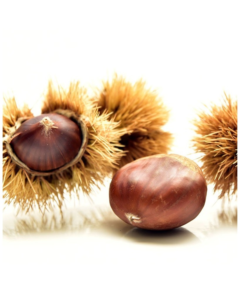 Kaštanový balíček