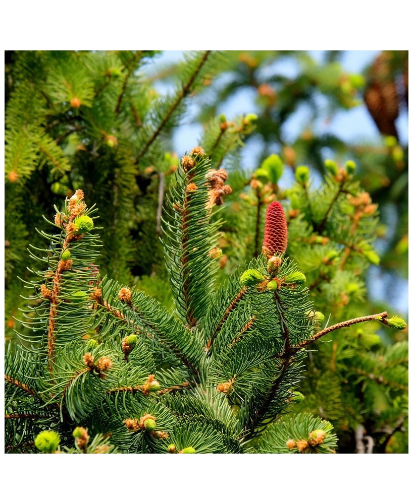 Bio jedlový med z Francie 250g