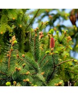 Bio jedlový med z Francie 250g