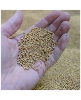 Hořčice ve skle whisky - 280g