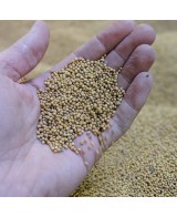 Dijonská hořčice BIO - 200g