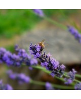 Levandulový med z Francie