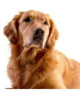 Přírodní šampon pro pejsky