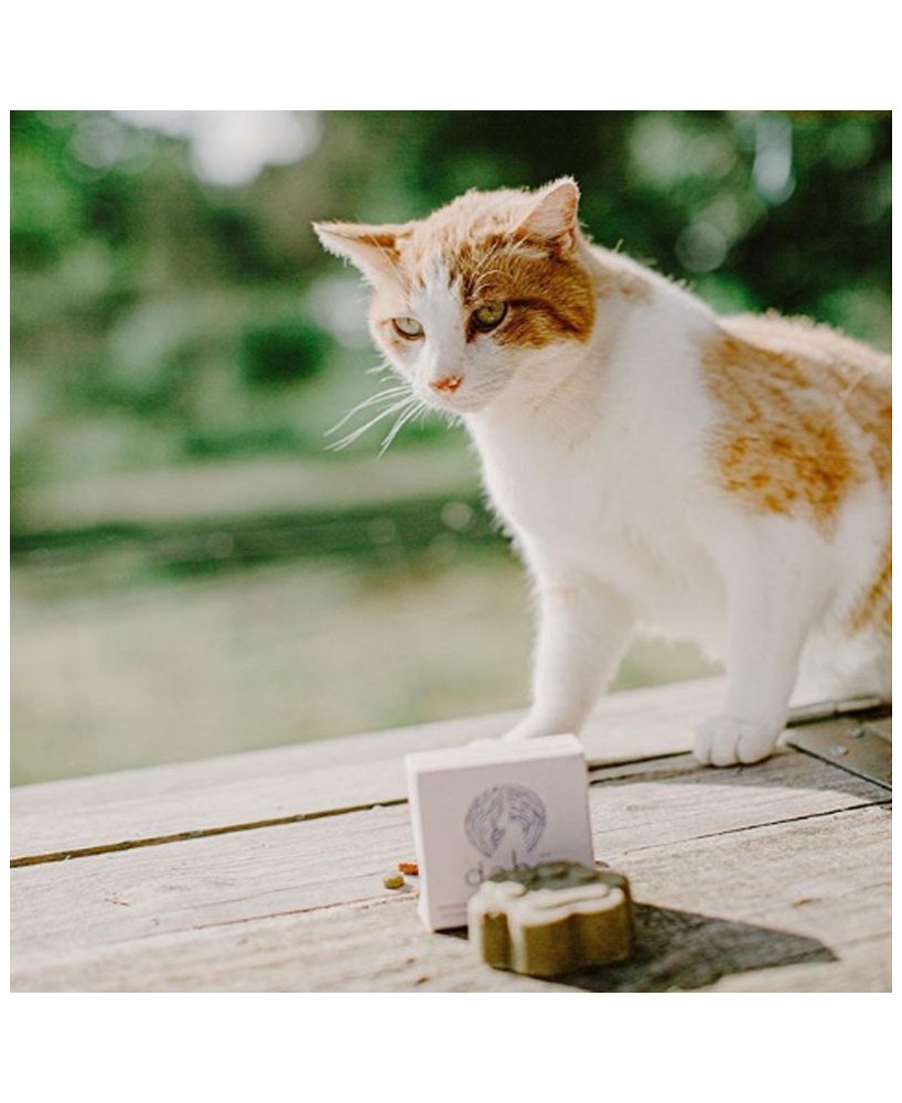 Přírodní šampon pro kočky