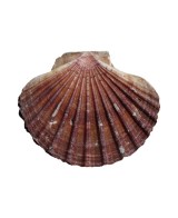 rillettes mušle svatého Jakuba