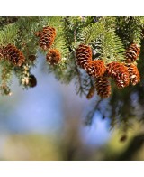 Medové bonbony s borovicí 150g