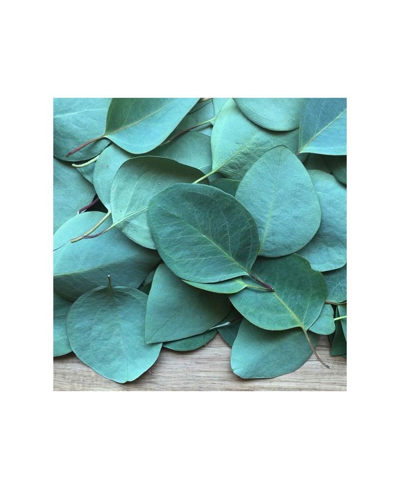 medové bonbony od včelaře s eukalyptem