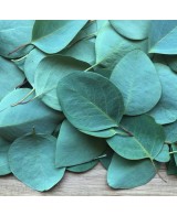 medové bonbony od včelaře s eukalyptem