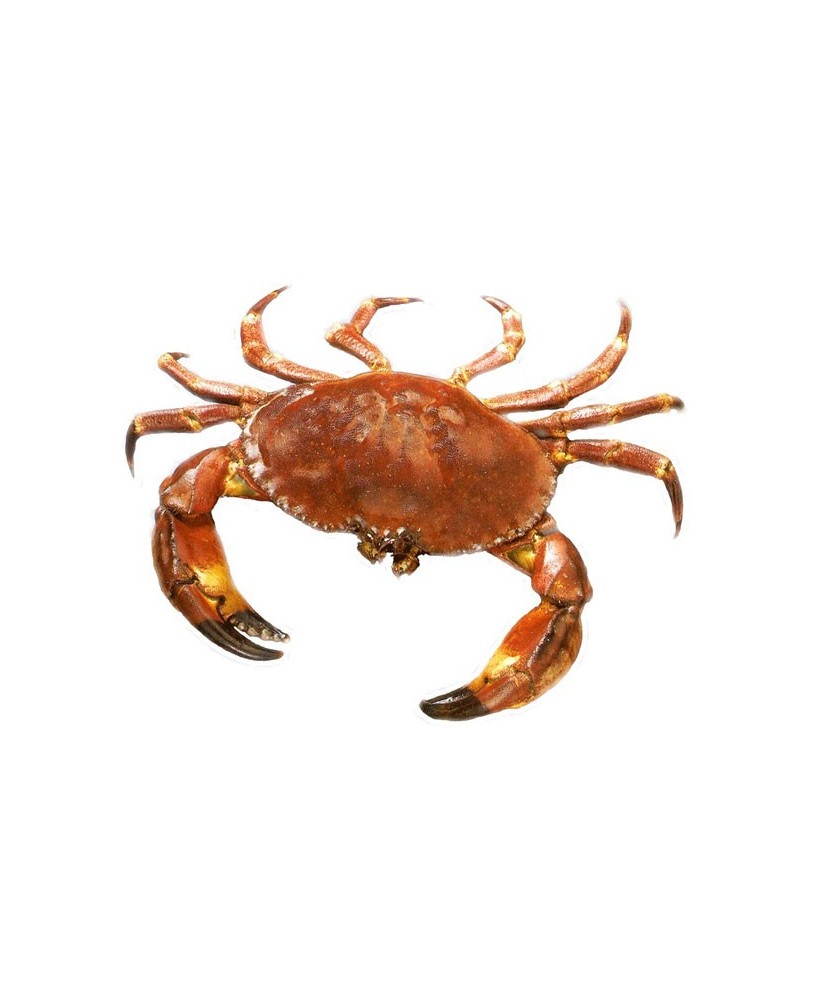 Rillettes s krabím masem