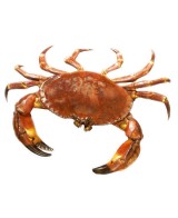 Rillettes s krabím masem