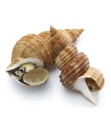 Rillettes z mořských šneků