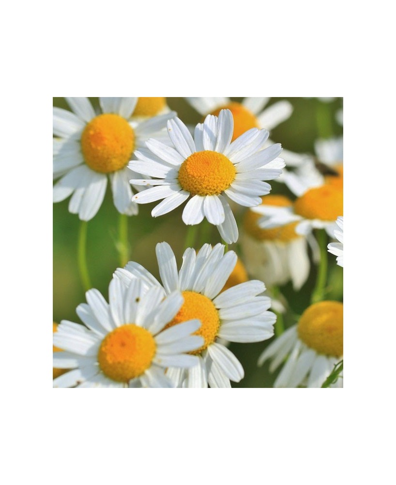 květinová voda z heřmánku