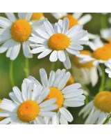 květinová voda z heřmánku