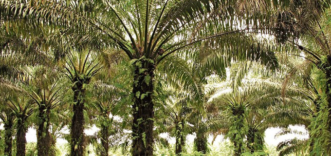 bio organicky palmovy olej