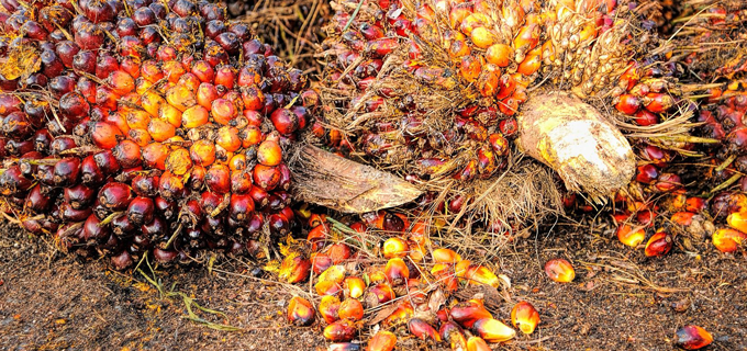 bio organický palmovy olej